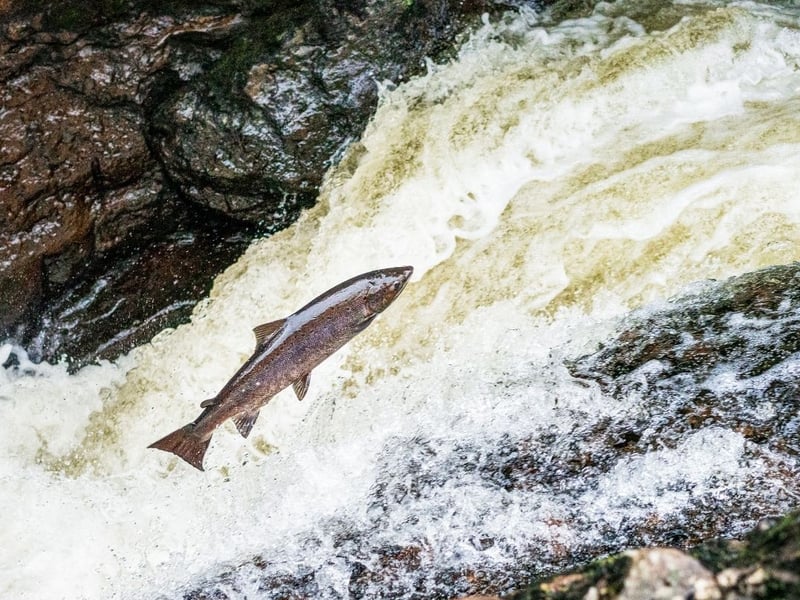 Led by famous Scottish salmon, Scotland exported £1 billion of seafood last year.