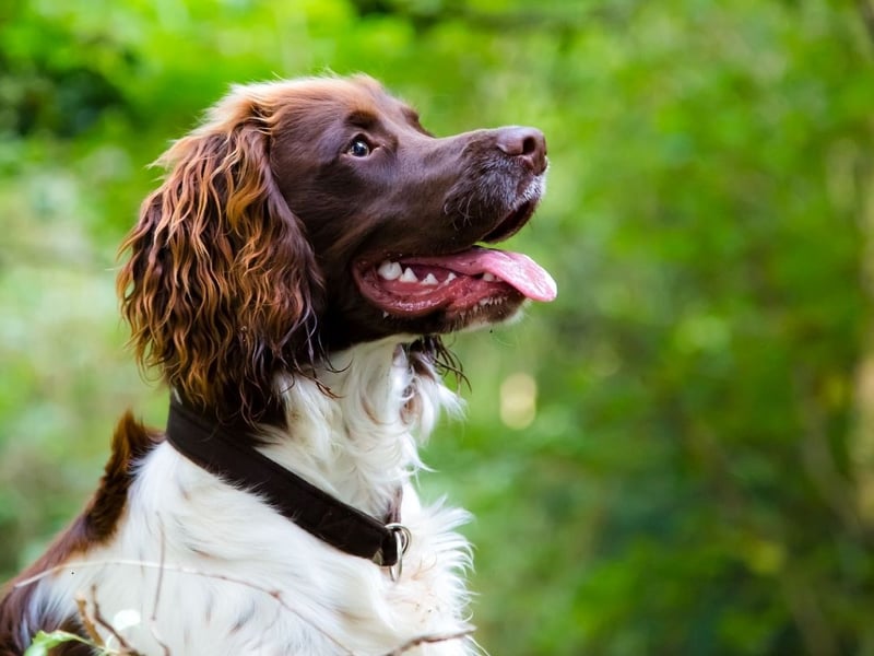 The second spaniel in the top 10, the English Springer Spaniel has had 1,108 registrations in the first quarter of 2024.