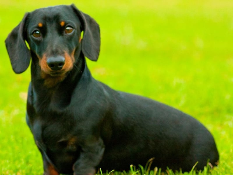 Dachshunds have been soaring in popularity in recent years. The miniature smooth haired variety of the sausage dog is currently this year's fourth favourite UK breed - with 2,782 registrations.