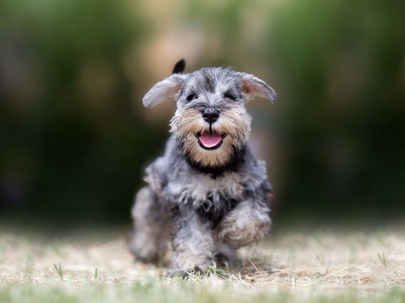 Originally bred by German farmers to hunt rats and other vermin, the Miniature Schnauzer is now more at home curled up on a couch. There were 938 new puppies registered in the first quarter of 2024.