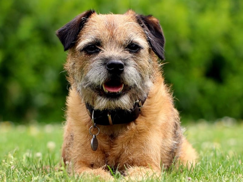 Taking its name from the border between Scotland and England where it was first bred, the Border Terrier has had 841 registrations in 2024 thusfar.