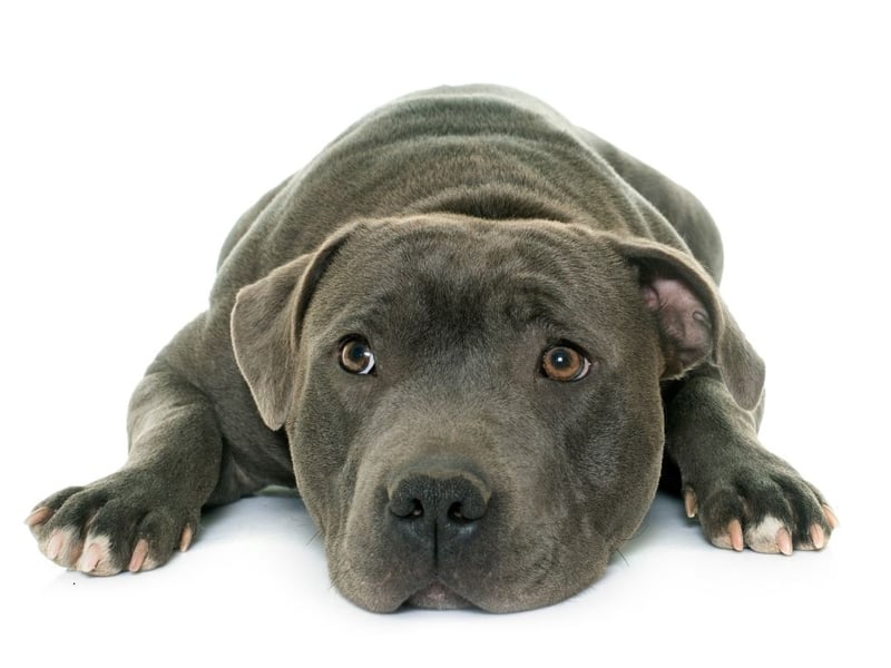 Another breed that has surged in popularity in Britain in the last decade is the Staffordshire Bull Terrier. The breed continues its march up the doggy rankings in 2024, currently in sixth spot with 1,415 registrations in the first quarter.