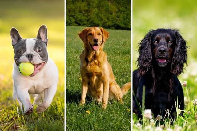 Who is currently the UK's top dog?