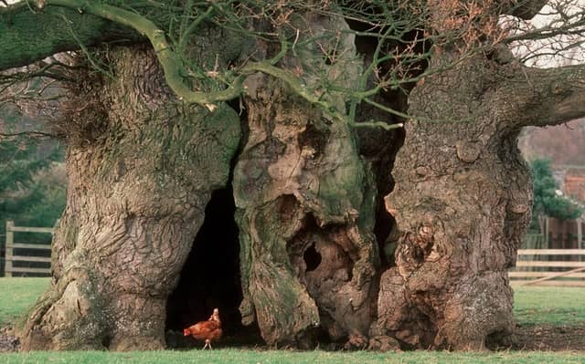 Tree of the Year