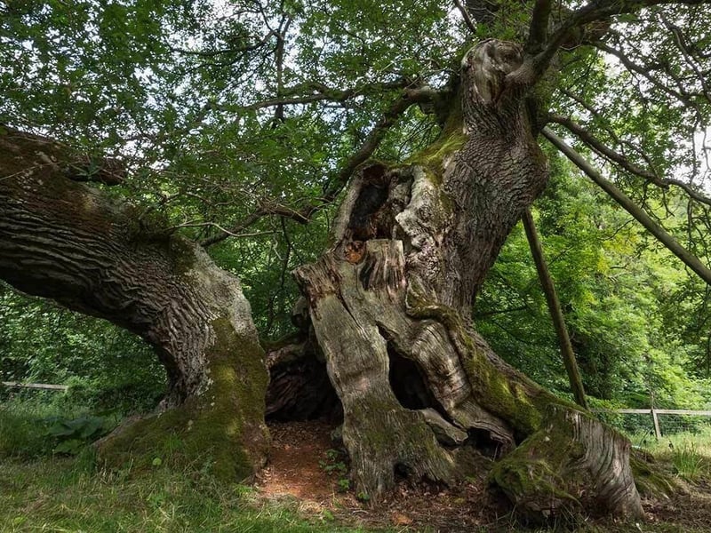 The Capon Tree is one of the last survivors of the ancient Jed Forest