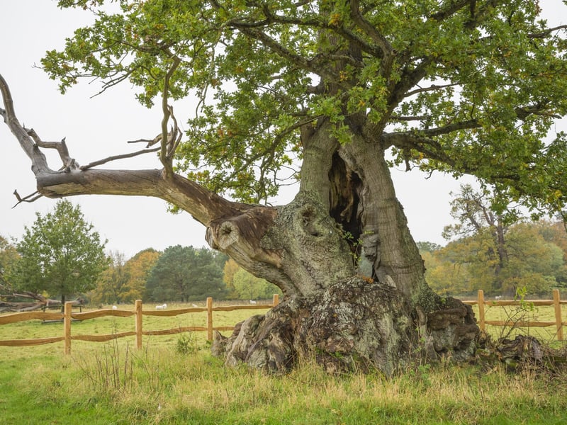 Tea Party Oak, Suffolk situated on the National Trust's Ickworth Estate
