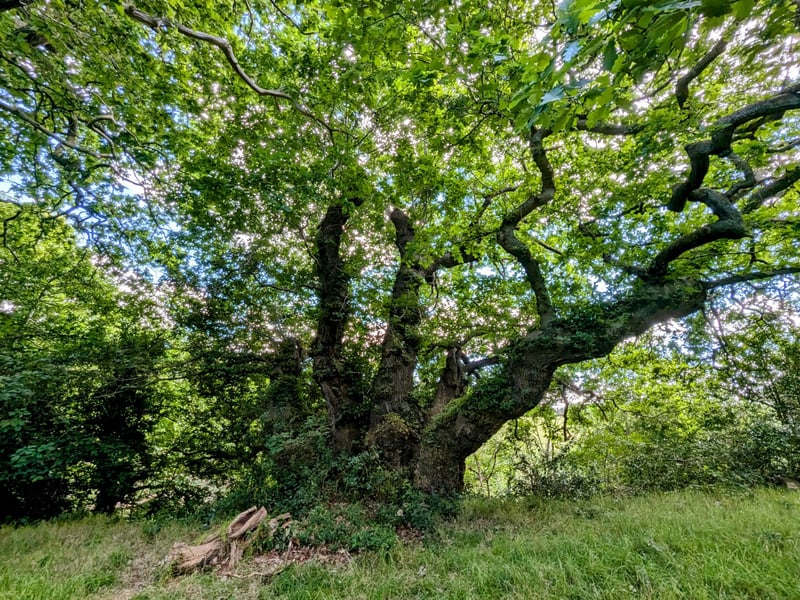 The Michael is in Dalkeith Country Park. The name could be a corruption of the Scots word “meikle”