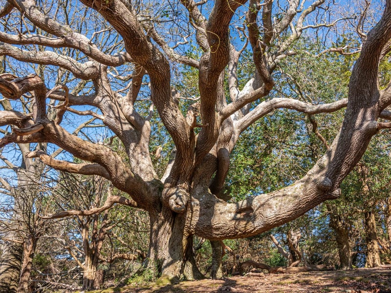 The ‘Elephant Oak’, Old Slode Inclosure, Sussex