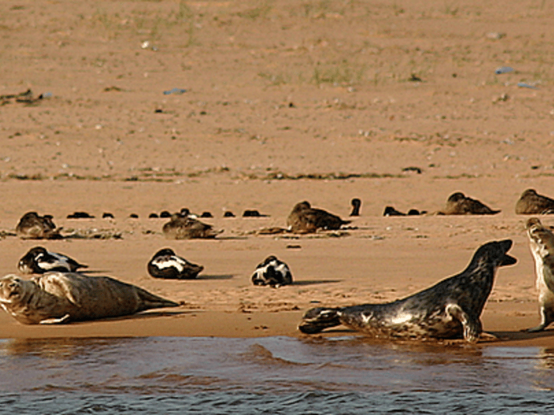 Grey seals on the beach at Newburgh emit a mesmerising quality as they gather and play in large numbers at the river mouth. 