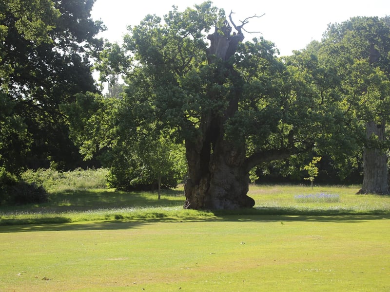 King John Oak, Somerset growing in the grounds of a school