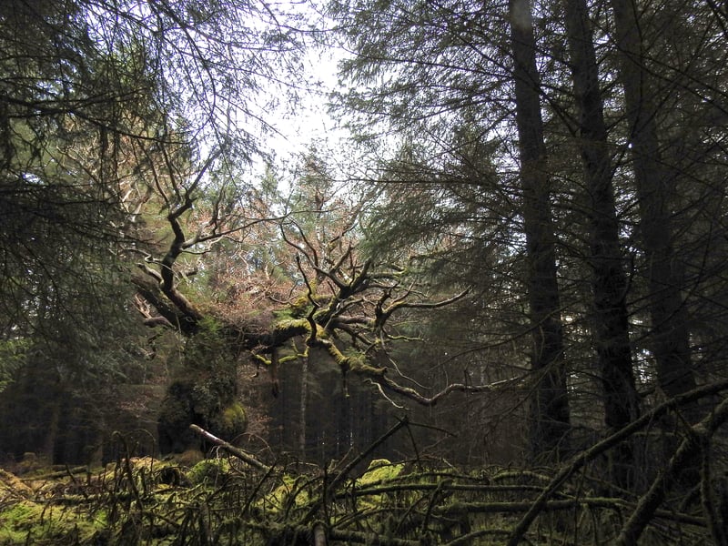 The Skipinnish Oak is on Achnacarry Estate in Lochaber, hidden in a thick conifer plantation
