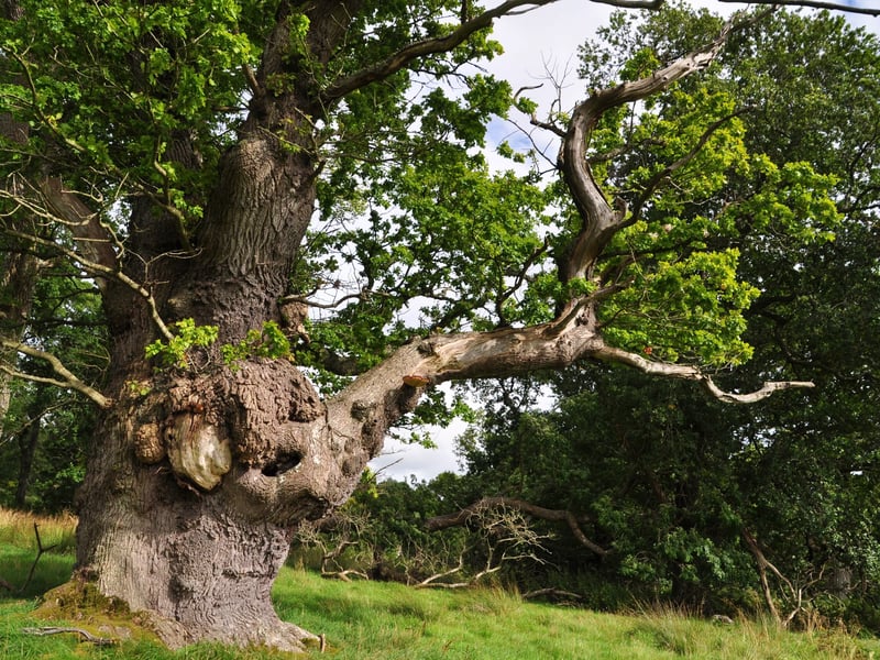 Gregynog Oak, Powys standing alongside several mammoth trees in Great Wood