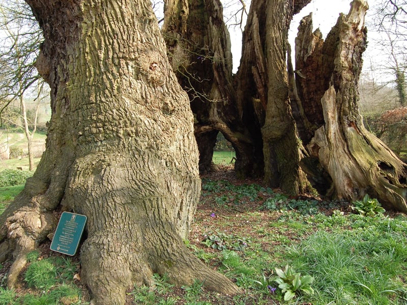Marton Oak, Cheshire standing in a private garden on the aptly named 'Oak Lane'