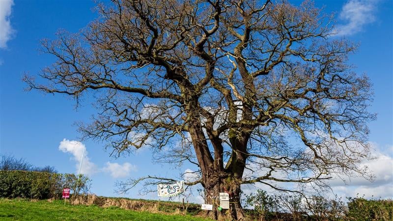 Darwin Oak, Shrewsbury. This freestanding oak sits very close to The Mount, the childhood home of Charles Darwin