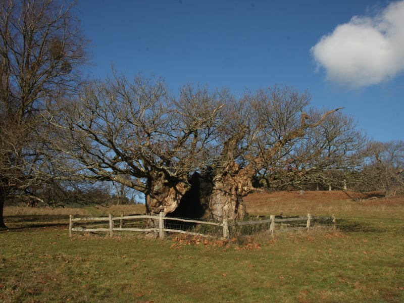 Queen Elizabeth I Oak, West Sussex
