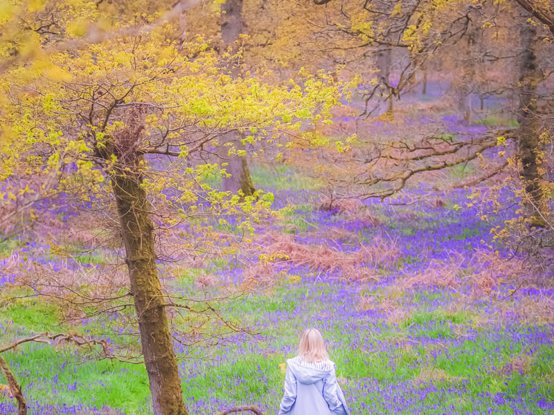 Kinclaven Bluebell Wood where dreaminess feels real.