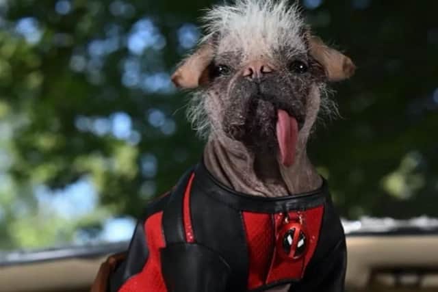 Pug/Chinese Crested crossbreed Peggy was signed up to play Dogpool in Deadpool & Wolverine after winning the title of Britain's Ugliest Dog in 2023. She'll be at Comic Con Scotland, in Edinburgh. A selfie or 'pawto' will cost you £30 (plus booking fee).