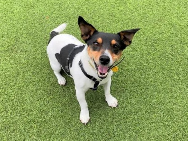 Stuart Little Shortlegs is an 9-year-old Jack Russell. He is a cheeky wee chap who likes attention from the people he loves. Being so small in a big world, he is nervous by loud noises, and can be worried by people he doesn't know and takes time to make friends. He is looking for an adult only home and would like to be the only pet in the home. Stuart Little Shortlegs will love his owners unconditionally, he will always greet you with the cutest bum wiggle and happy smile. Stuart Little Shortlegs is looking for an adult only home with experienced owners who have had Terriers before. He would like his own garden where he can spend time off his lead playing or relaxing. Stuart Little Shortlegs does prefer the quiet life and would need a home with few visitors and a calm environment.