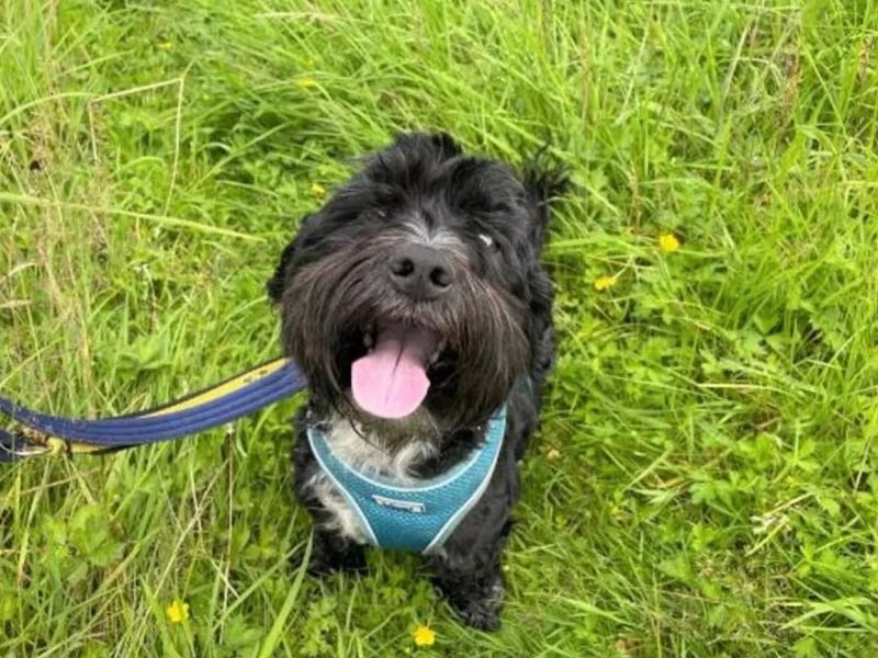 Lenny is 8-year-old Shih Tzu cross. He is a nervous boy who needs time and space when meeting new people, once he trusts you, he will happily be your best friend. Lenny is looking to live in a calm adult only home and to be the only pet in the house. He is a playful boy and knows how to have fun, he enjoys playing with his teddy's or trying to catch a bouncy ball. He would like a nice safe garden where he can potter around off his lead or enjoy laying in a sunny spot. Lenny needs a calm and quiet home where it is very peaceful, he does not like other dogs and would like to walk in areas where he is unlikely to meet other dogs outside.