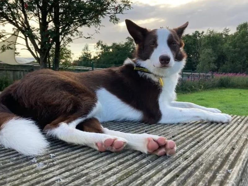 Miss Vee is a beautiful 5-year-old Collie who knows exactly what she is looking for in her hunt for a new home. She needs a fully secure garden to play football in, a private driveway so that she can continue her homework on approaching and getting in your car as she still finds this scary, and a quiet location with easy access to quiet walks. No other pets as Miss Vee demands all your love and attention. One or two people in the home, children aged 16 and above. A quiet home life with few regular visitors. She would like to have access to most of the home as she doesn`t like to feel left out behind a closed door. She would ideally like someone that is home most of the day but she could left for a few hours at a time once she has properly settled in. In return Miss Vee is house trained and non-destructive but may at times bark when first left or if you lie in too late in the morning.