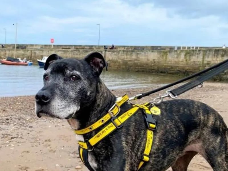 Harry is a 10-year-old Staffordshire Bull Terrier. He is a friendly lad who wants to get a cuddle from everyone he meets. Harry is looking for a calm new home with children aged 14 and above where he can rest his paws and enjoy his golden years. He would love to have a sizable garden where he can potter around and play with his new family. If he is not resting or chilling you can usually find him playing with his squeaky monkey. Harry is uncomfortable around other dogs and would like to be the only pet in the home. Harry finds walks stressful and at his age he would be happy and content running and playing in his own garden, the garden is is happy place where he feels safe and secure. He loves to find a sunny spot and soak up rays, play catch with his ball and can have a puppy moment, rolling around in the grass.