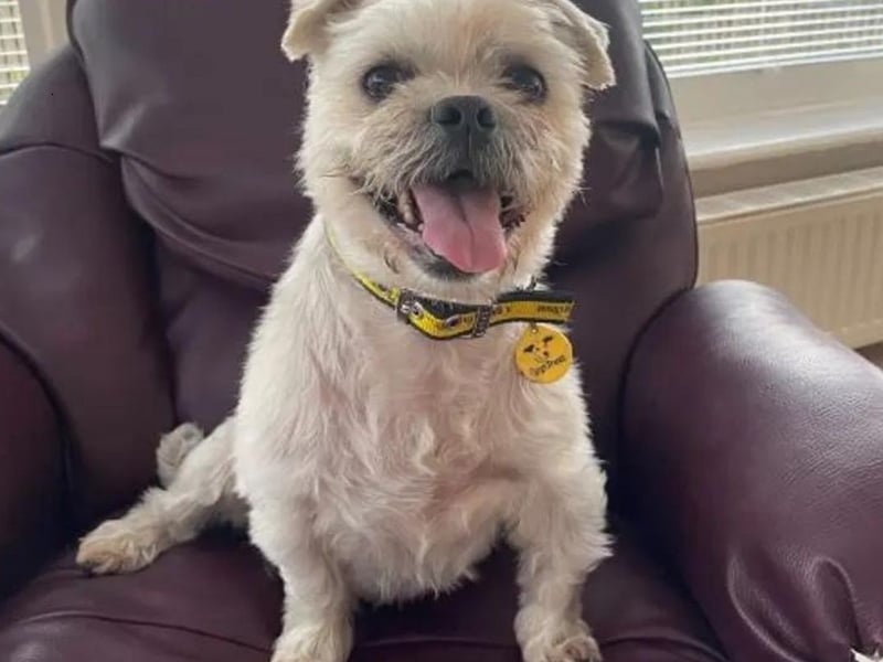 Malcolm is a lovely 7-year-old Chihuahua cross Pug. He is a sweet boy who absolutely loves to be around his people. He will happily be your little shadow and sit on your lap for a gentle fuss. He can live with children aged 12-year-old and above, is fully housetrained and is looking for a home with no other pets. Malcolm can sometimes be shouty at other dogs and would prefer to walk in quiet places where he is unlikely to bump into other dogs. He is happy to be left for a few hours, but would like someone at home with him most of the time. He is looking for his own garden where he can run around and roll about in the grass. Malcolm is looking for experienced owners and is happy to travel in the car to go on new adventures.