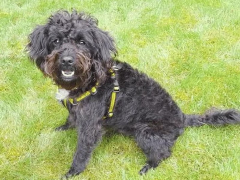 Jack is an 11-month-old Miniature Poodle crossbreed with boundless energy and a cheeky personality. He’s a playful and friendly young boy who could run around all day and loves to get up to a bit of mischief. He is eager to meet new people and explore new environments, happily greeting anyone he encounters. Jack can live with children aged 10 and above, he’s happy to have dog friends during walks but would prefer to be the only dog in the household. Jack would like a garden where he can run and play to his heart's content. He is house-trained and can be left alone at home for a few hours, but he would like having people at home to help him adjust to his new family’s home.