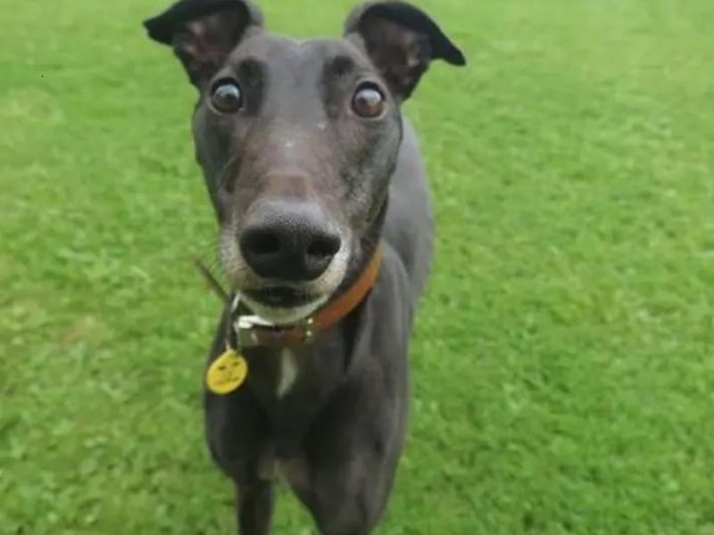 Louie Longlegs is a lovely 5-year-old Greyhound who is a calm, gentle boy that loves to be around people. He would love his own garden where he can stretch his long legs and have lots of zoomies. He is looking for a home with children 8-years-old and above with no other pets in the home. He will happily spend his day walking by your side or cozying up with you for snuggles. He is an ex-racer who would need to wear his lead and muzzle on walks and can have doggy friends to explore with. He is a total foodie and loves his treats. Louie is happy to travel in the car for new adventures, can be left for a few hours and would make a great addition to a new family. 