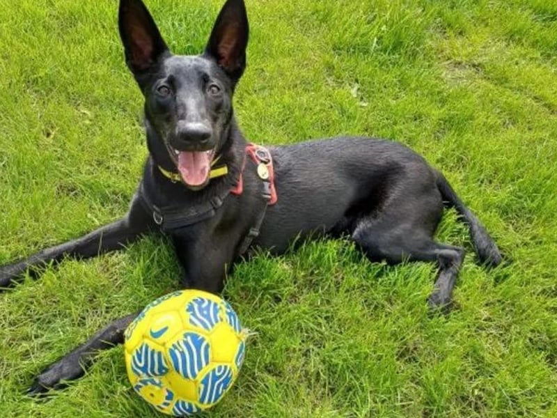 Freya is a 9-month-old Belgian Malinois cross. He is a super sweet girl who has come tot he Dogs Trust from a background where she has not experienced much of normal everyday life. Freya is looking for a home with owners who have owned a working breed or shepherd type breed before and understand the level of exercise and mental stimulation she will require. She will need an active home and could live with children aged 14 years old and above. Freya would like to be the only pet in the home and will need an enclosed garden for her to play in and burn off some of her energy.