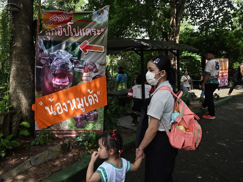 Moo Deng has become a major draw at the Khao Kheow Open Zoo in Thailand's Chonburi province.