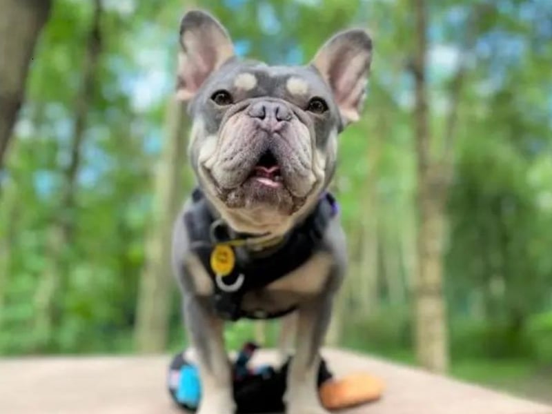 Pepper is a 5-year-old French Bulldog. Pepper is a beautiful girl who takes time to build trust with new people, she is looking for a quiet adult only home and to be the only pet in the house. Pepper loves to play and is usually seen either running around with her football in her mouth or you can hear the squeaks from her chomping on her favourite pig. Pepper completely adores her favourite person Liv, she loves to give and receive cuddles from Liv and thinks nothing about sitting on her knee in prime spot for an ear tickle or a tummy rub. Although Pepper is comfortable and loves Liv dearly, this relationship took a long time to build and to gain trust. Pepper is looking for someone who understands that she does take time to build a relationship and who is happy to do this at her pace.