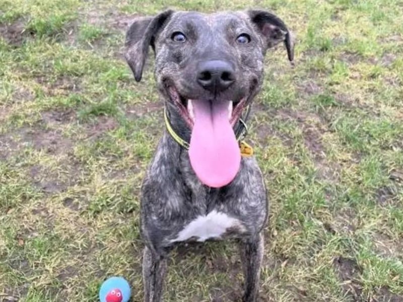 Roxy is a 2-year-old Lurcher who is a super sweet and affectionate girl who loves spending time with her family. She is full of beans and is always great fun to be around. Roxy is looking for a quiet adult only home with no other pets where somebody can stay home with her for most of the day. She is an energetic girl with a high chase drive, due to this Roxy will need to be walked on a lead when out on her adventures. Roxy thrives on having a routine and is at her happiest when she knows what to expect. 