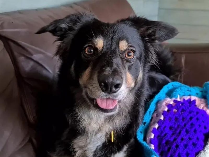 Tess the 7-year-old Border Collie is a very special dog who needs a very special home. She is amazing, affectionate, fun loving and water daft. Tess has lived in a loving home all of her life and loves to be around people. She is cuddly and adores playing with all sorts of toys. She has the very busy mind of a collie and does need to have something to do to keep her busy mind active. This would be easier if Tess was not frightened of things outside, in particular certain loud noises but most of all the sight and sound of any vehicle. Living at the rehoming centre she has become more comfortable with this but at first in a new environment would need her own quiet garden with no noises in the immediate surrounds and definitely no vehicle sounds nearby. She would be ideal to roam a large garden and would love to have water to play in as this is her most favourite thing in the universe. But beware - she does get muddy.