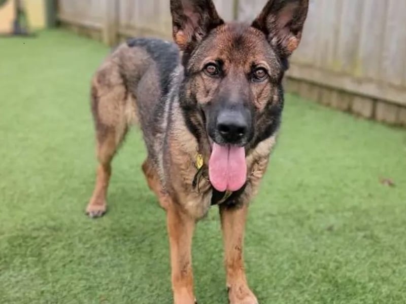 Mindy is a 3-year-old German Shepherd. She is a lovely big girl who loves spending time with her family. She can live with children aged 10 and above and would like to be the only pet in a home with a good-sized garden. Mindy is not used to living in a home environment so is looking for new owners who are happy to help her with some basic housetraining. Mindy has not had much experience with the outside world and can become worried and overwhelmed by unknown people or places. She is looking for new owners who have had experience with nervous dogs and can help to build up her confidence. 