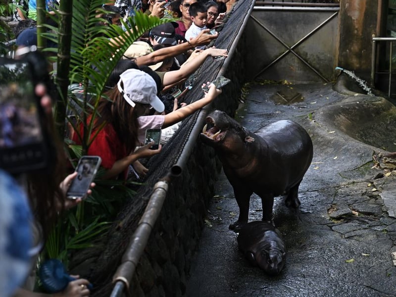 Moo Deng gets pictures taken next to her mum Jonah.