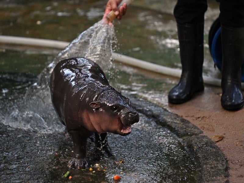 Visitor numbers at the zoo doubled shortly after the arrival of the baby hippo.