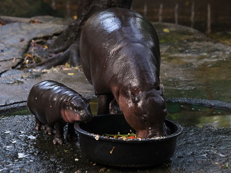 Moo Deng enjoys a spot of lunch with her mum.