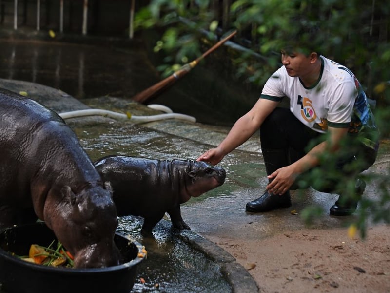 Zookeeper Attapon 'Benz' Nundee gives Moo Deng a pat.