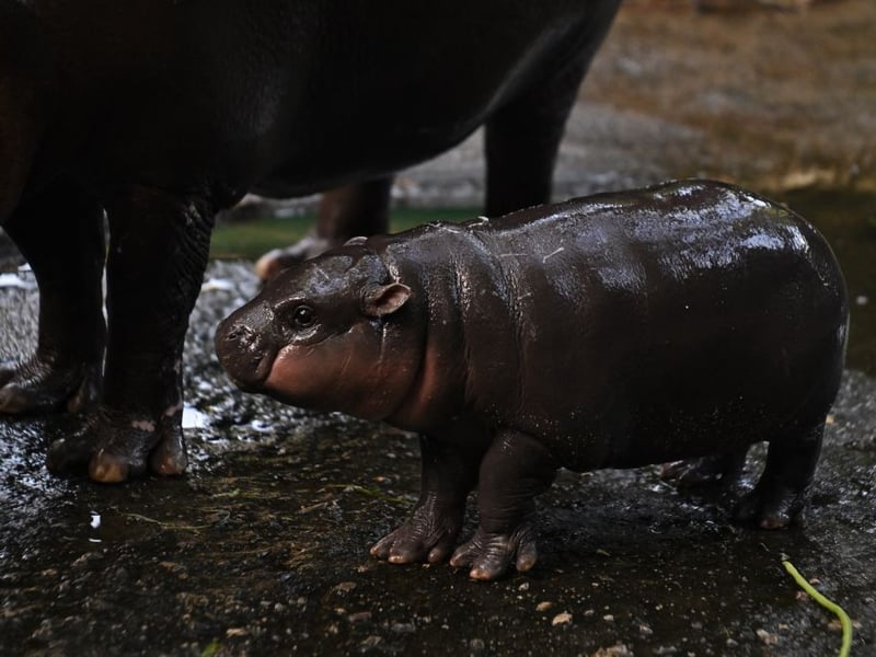 The zoo are now selling clothing and other merchandise featuring designs based on Moo Deng.