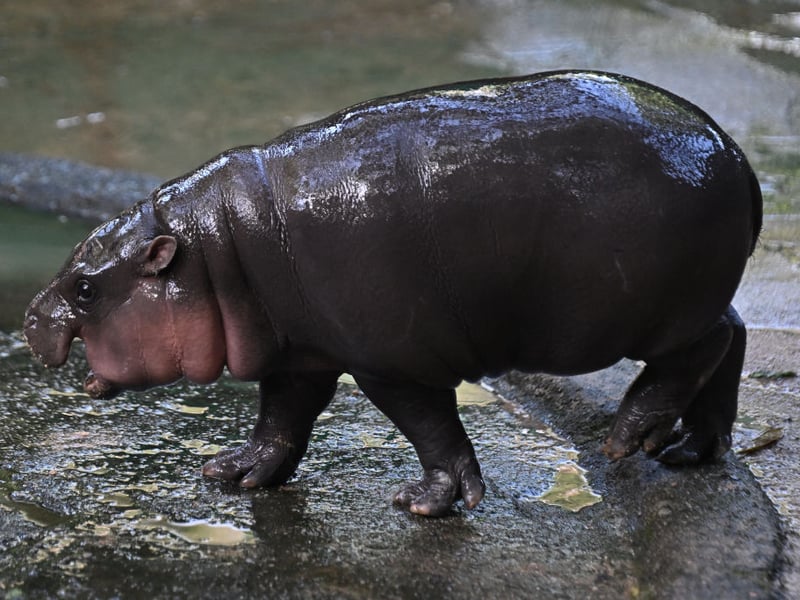 Moo Deng was born on July 10, 2024, to parents Jonah and Tony