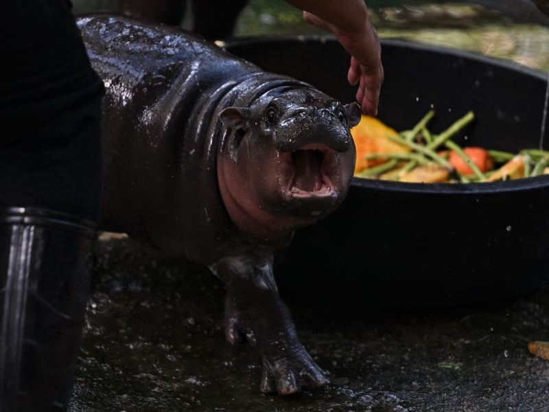 Pygmy hippos are native to the forests and swamps of West Africa.