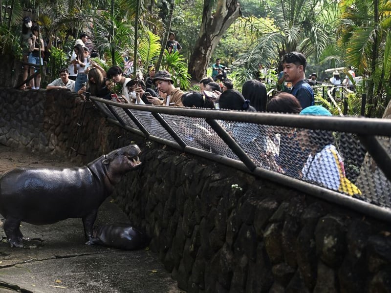 Fans meet Moo Deng at the Thai zoo.