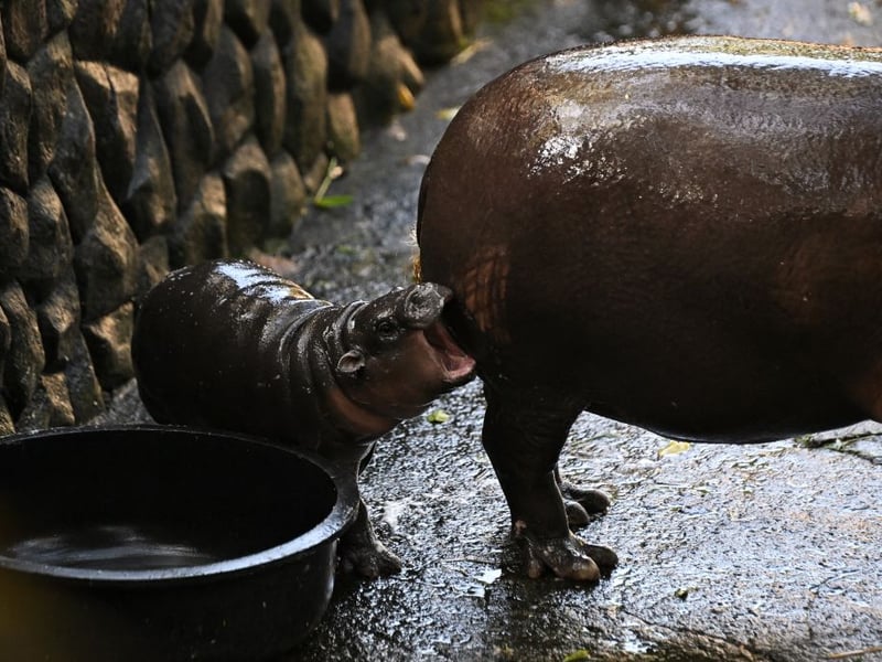 Worldwide fame beckoned for Moo Deng after the zoo posted pictures of her on social media.