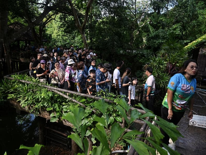 Such is the popularity of the little hippo visitors face a long wait to get to the enclosure.
