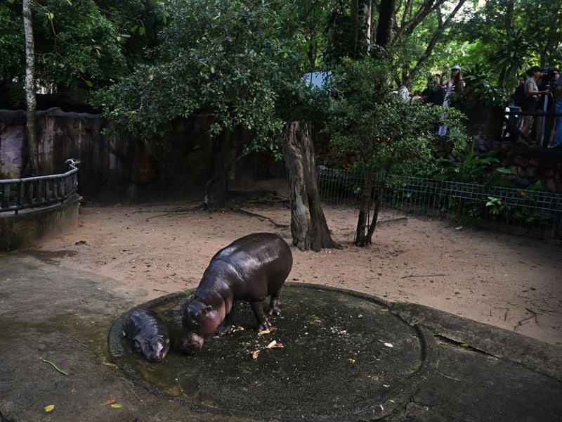 The hippo's name, Moo Deng, translates as 'bouncy pork'.