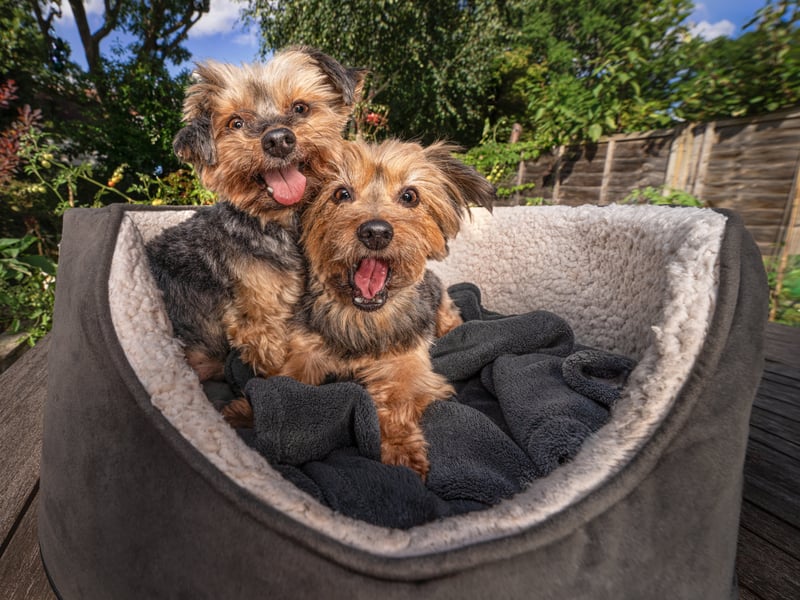 Bobby and Brandy, are Yorkshire Terriers and lifelong companions, that have been waiting a long time to find the right paw-rents