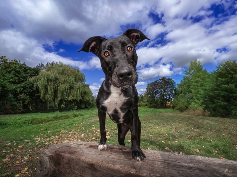 Alice is a sweet and clever crossbreed (1-2 years old), who was sadly abandoned and recovered by All Dogs Matter