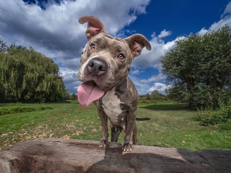 Zara is a 4-year-old Staffie Cross who came to All Dogs Matter when she was abandoned after having pups