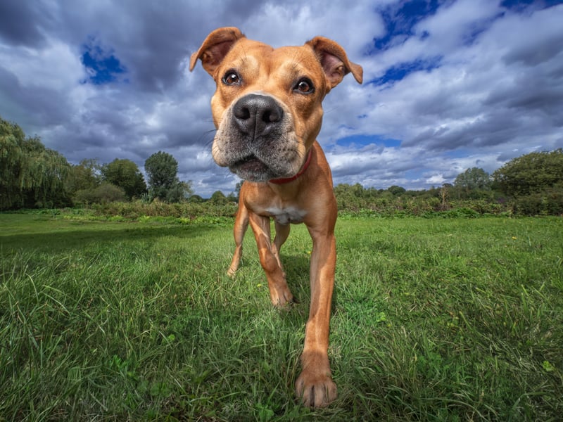 Nisse is a 4-year-old Rhodesian Ridgeback cross, loves cuddles, enjoys exploring on walks, and is eager to show his clever, friendly nature with everyone he meets. 