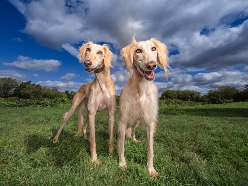 Brothers Rumi (pictured on the left) and Ryan are gentle spirited, 3-year-old brothers who have been looking for their next home, after being abandoned. 